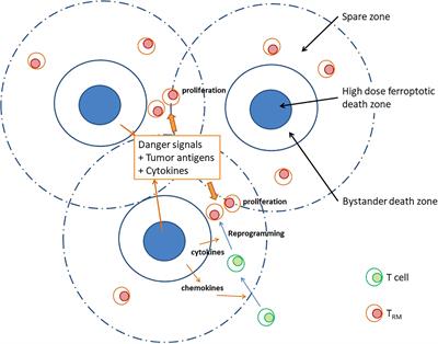 Inhomogeneously distributed ferroptosis with a high peak-to-valley ratio may improve the antitumor immune response